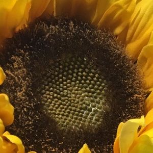 Meet your Posher, Kendall